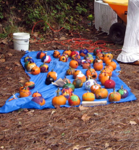 Painted pumpkins