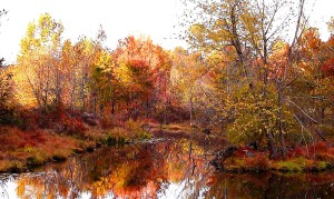 Yates Mill pond in fall
